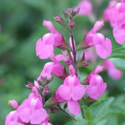 Salvia microphylla 'Delice Roselilac'